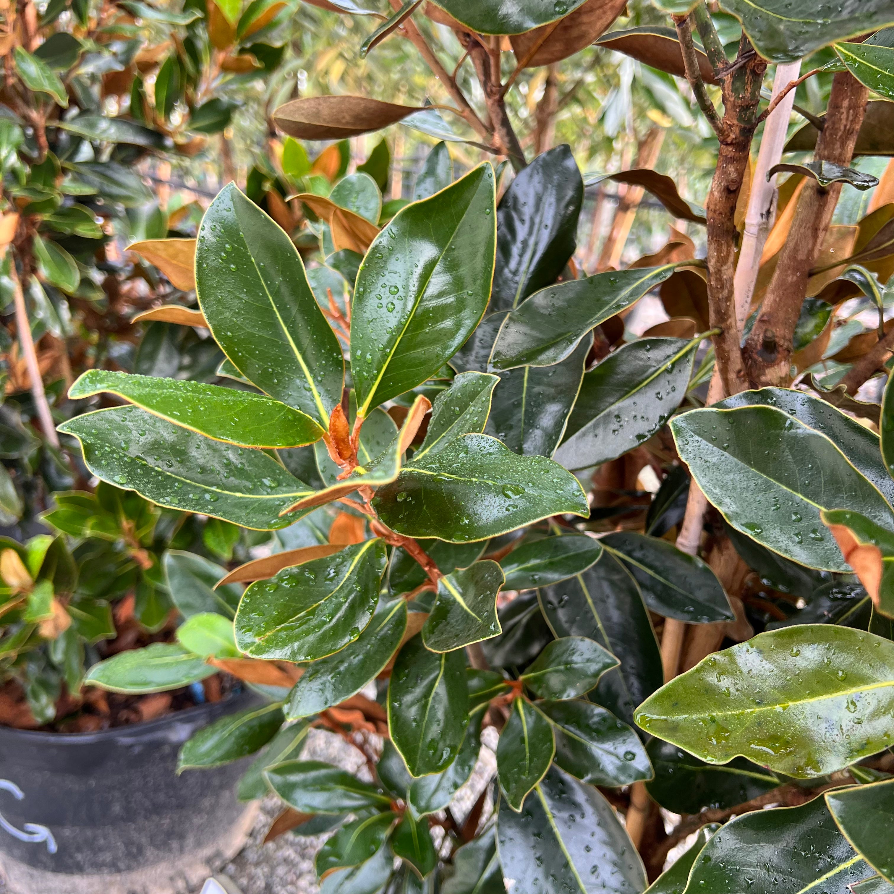Little Gem Magnolia