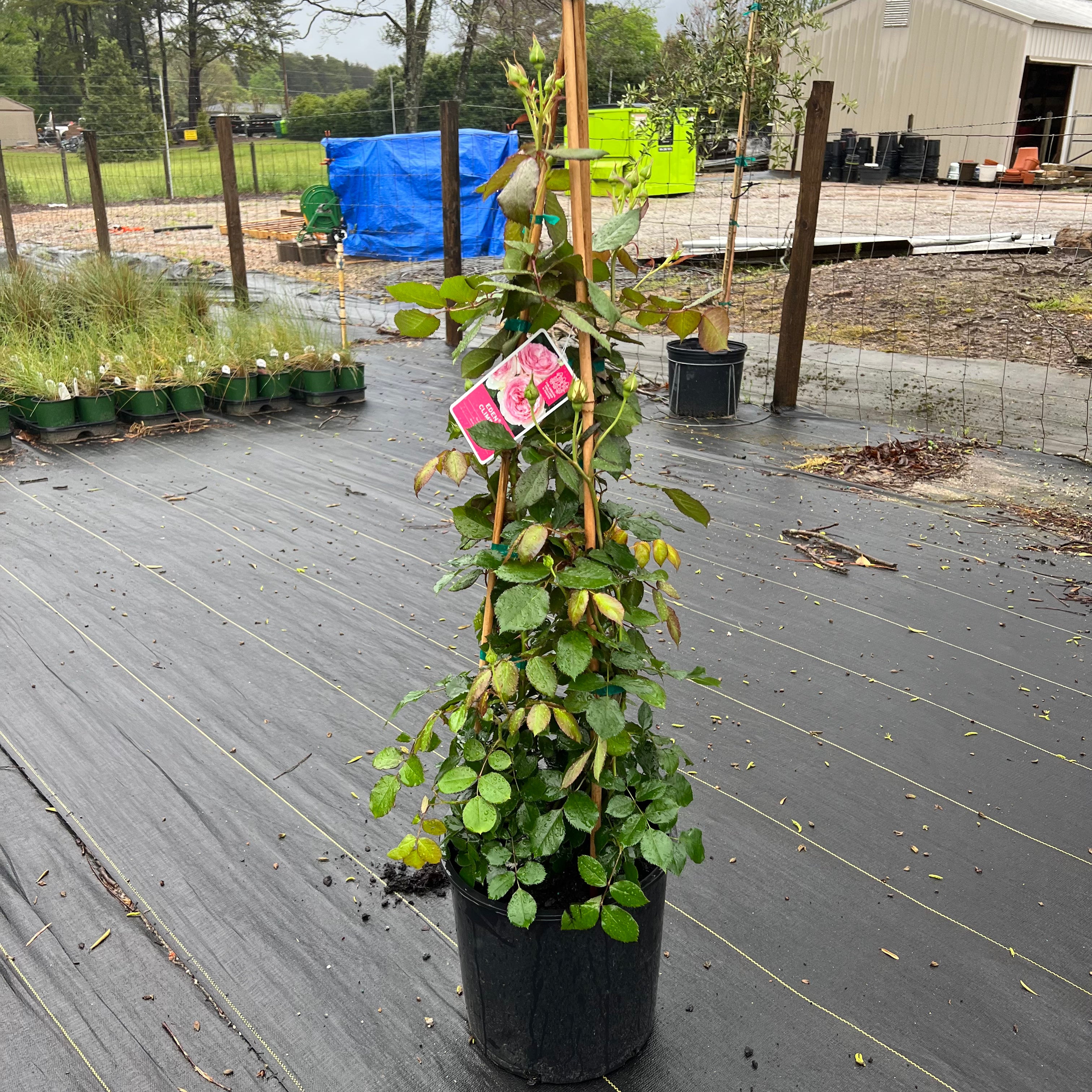 Eden Climbing Rose 5 Gal