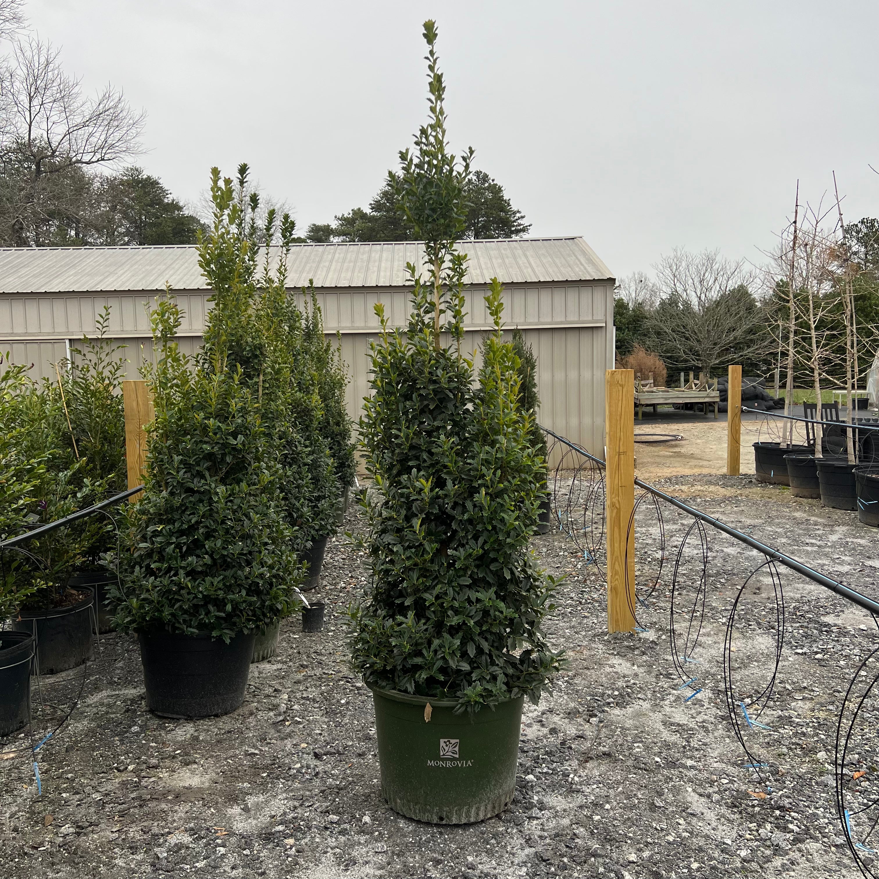 Oakleaf Holly