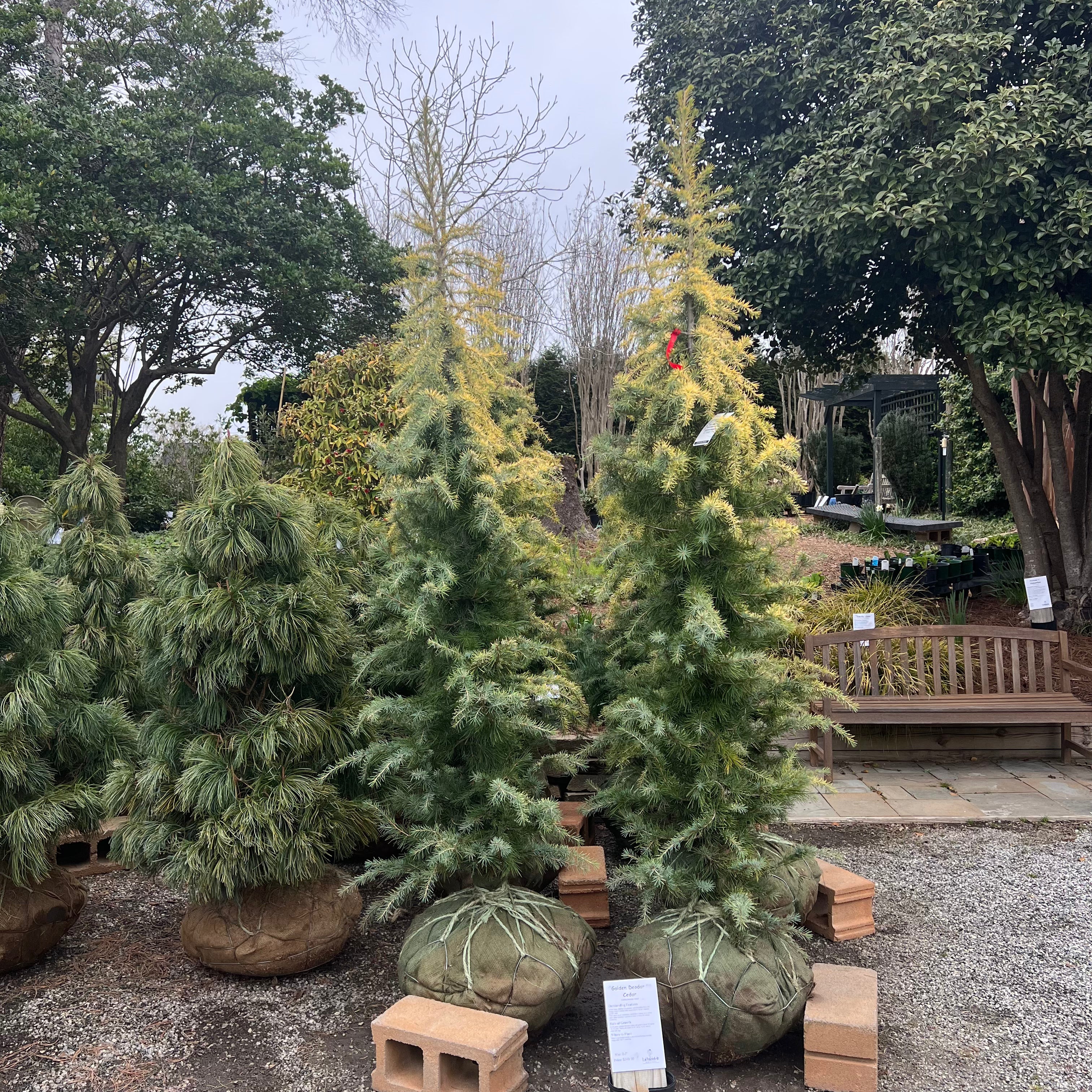 Golden Deodar Cedar