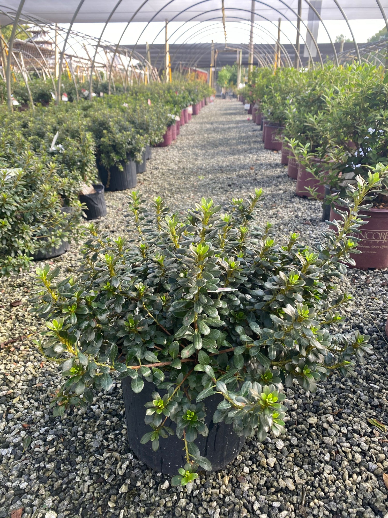 Pink Gumpo Azalea 3 Gal
