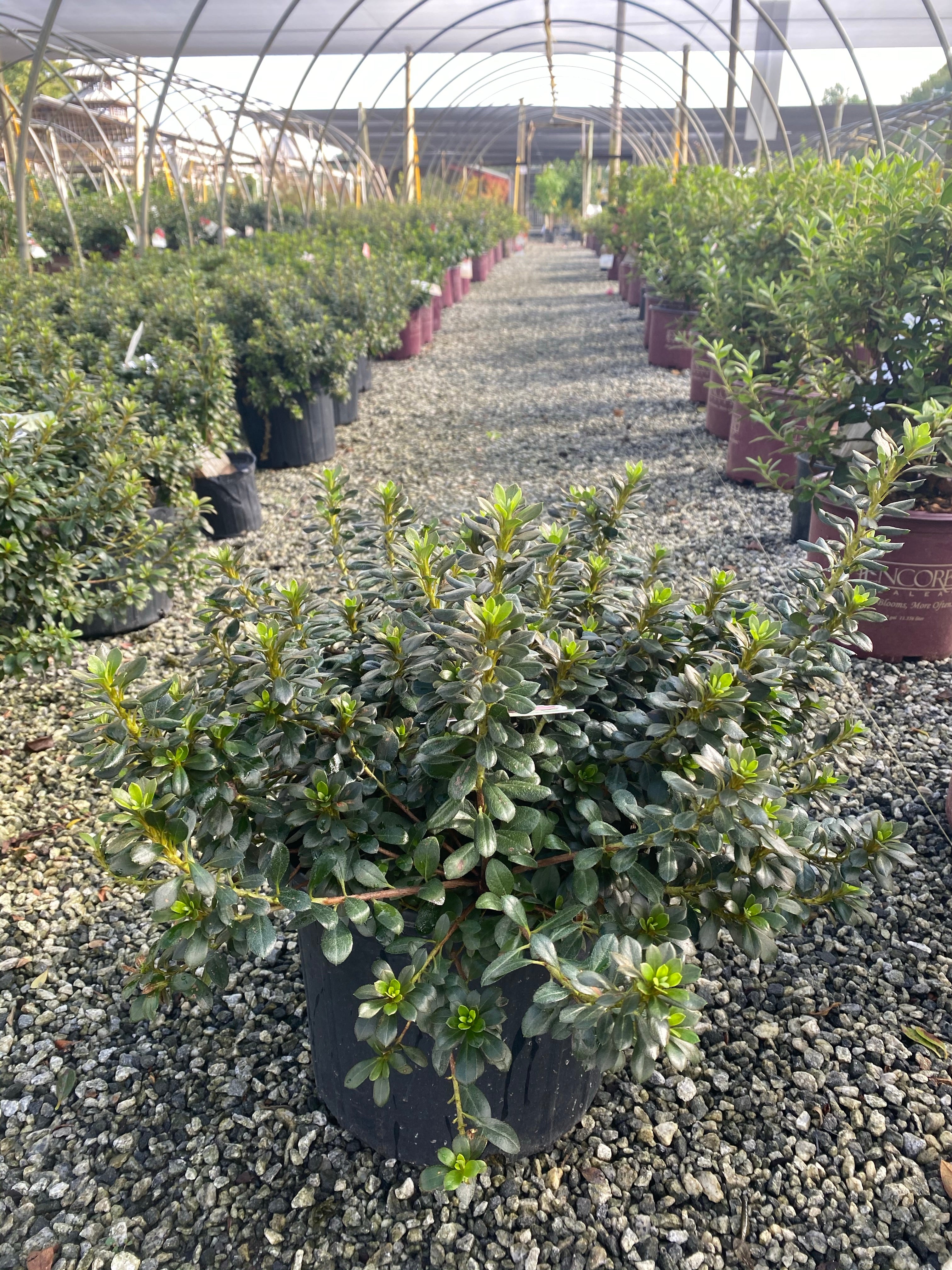 Pink Gumpo Azalea 3 Gal