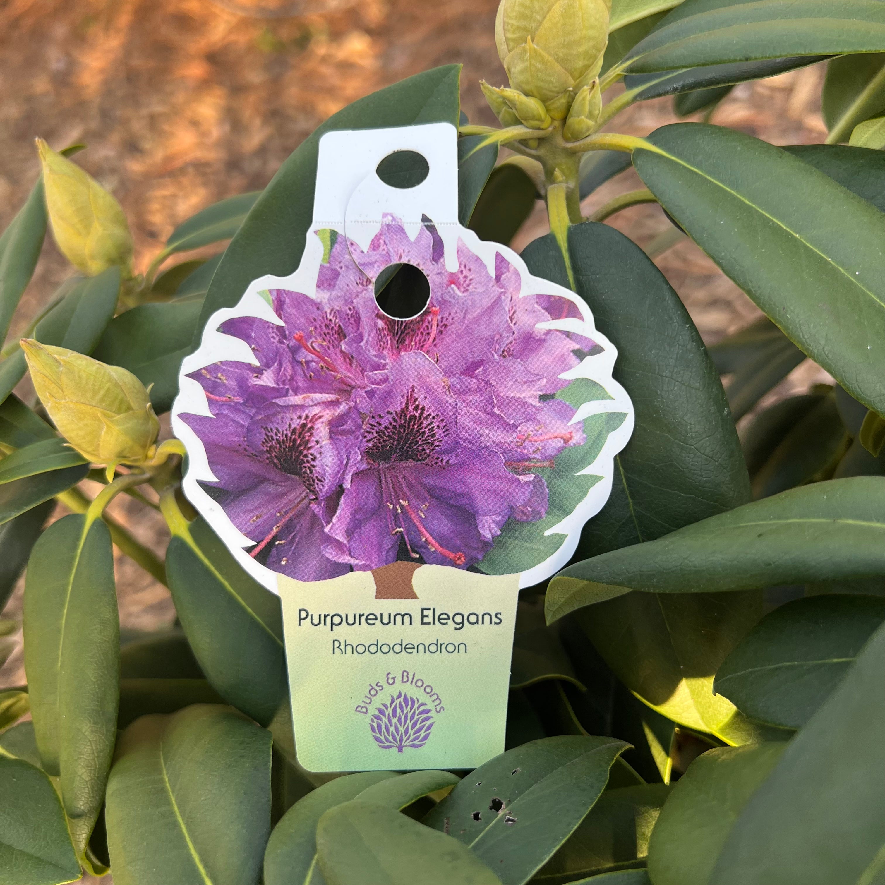 Purpureum Elegans Rhododendron 3 Gal