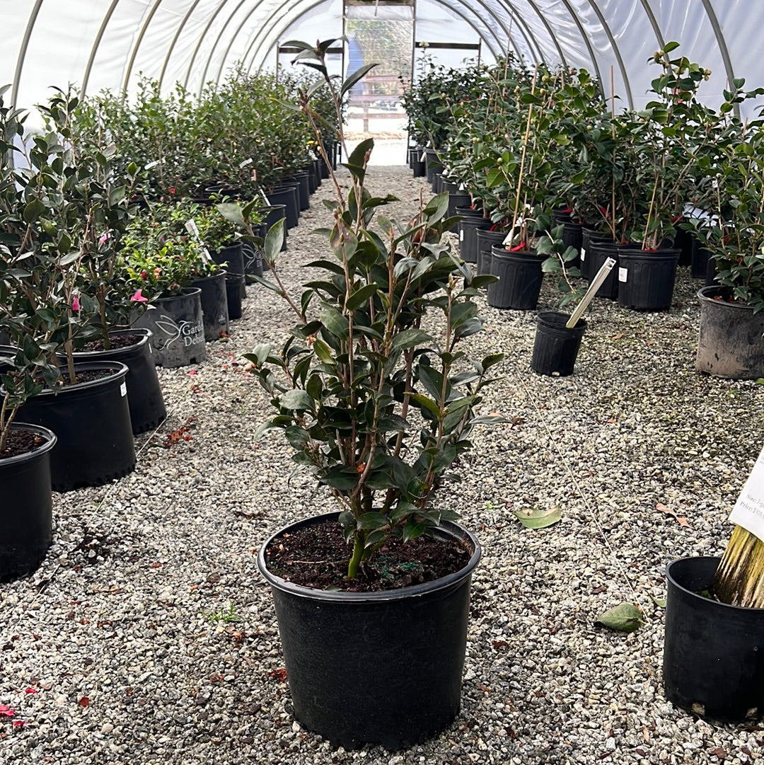 Autumn Rocket Sasanqua