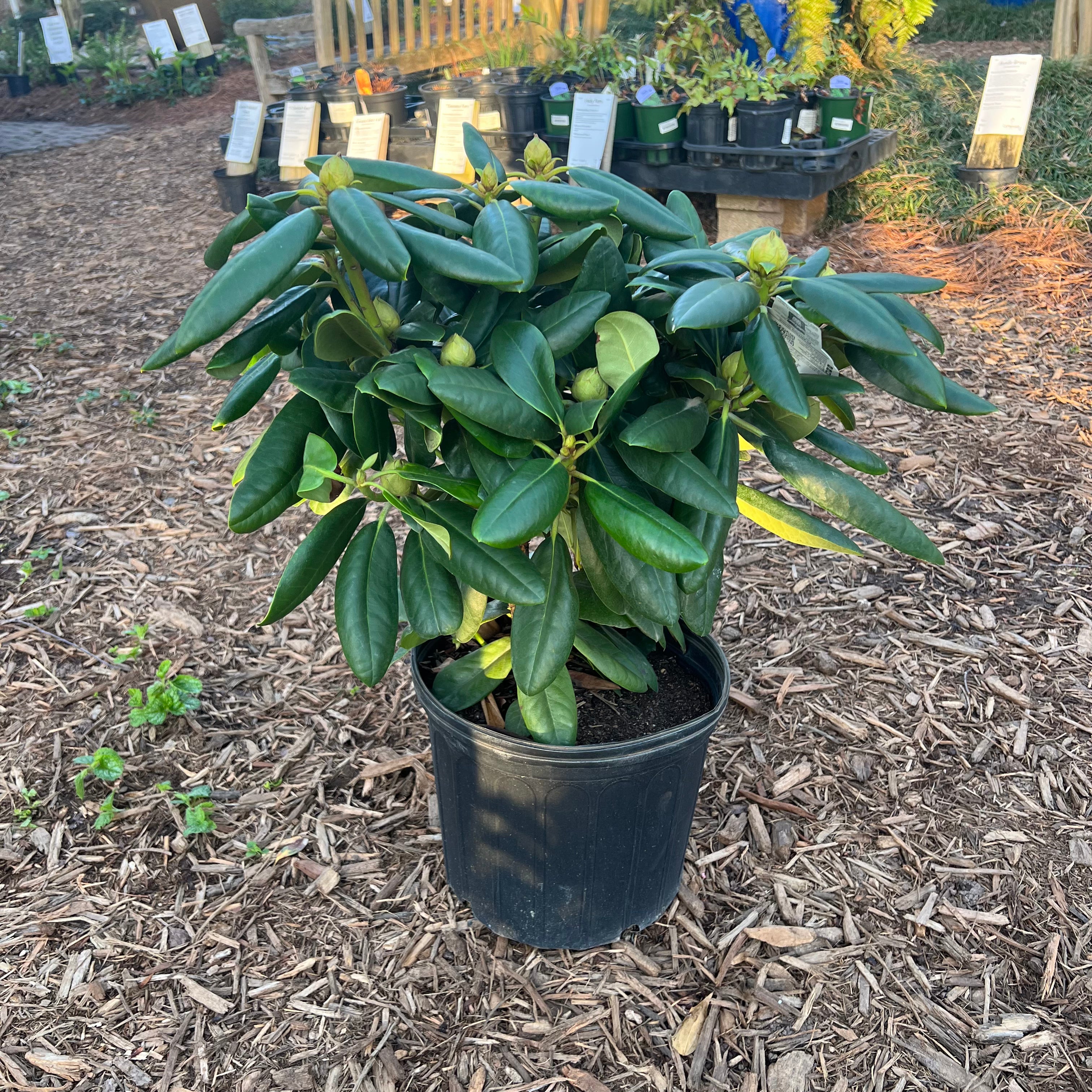 Scintillation Rhododendron 3 Gal