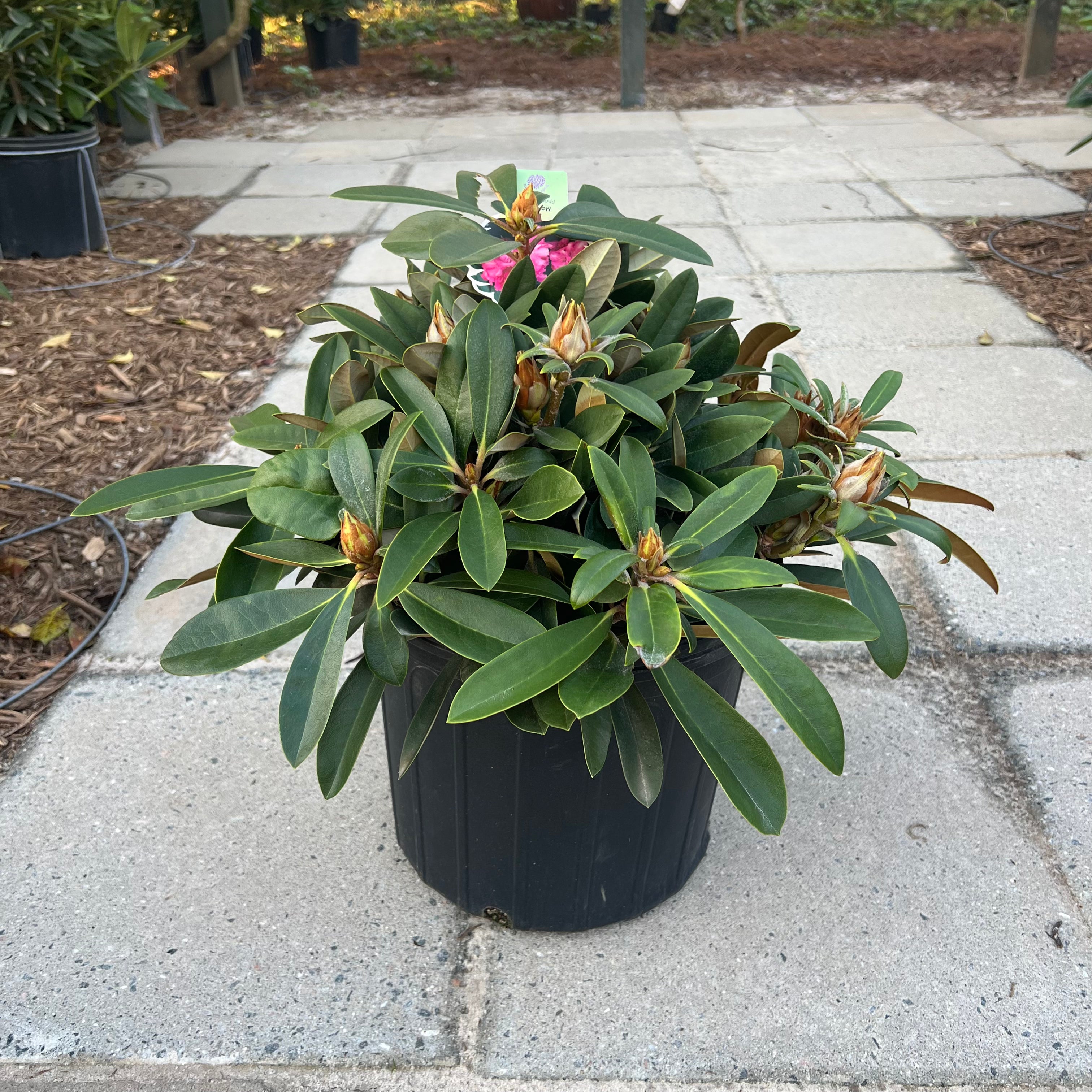 Mardis Gras Rhododendron 3 Gal