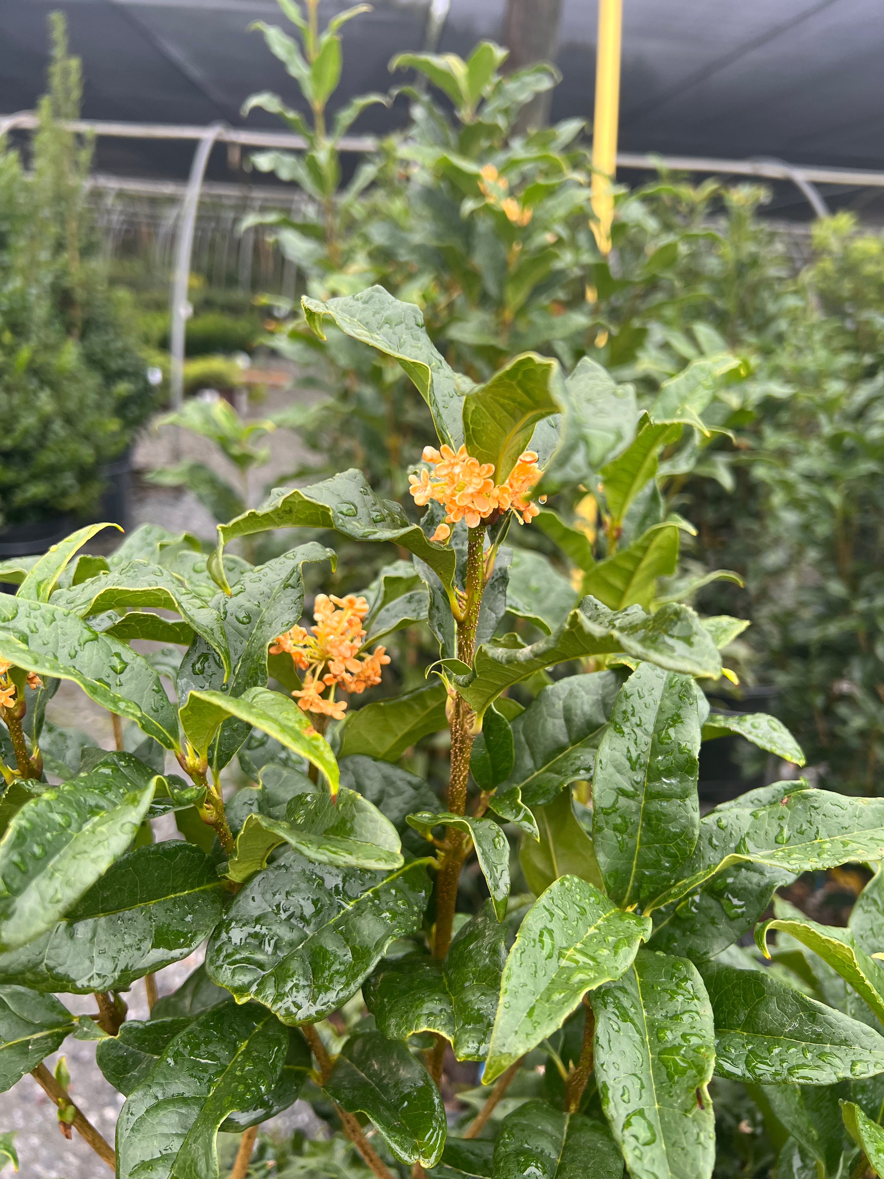 Orange Tea Olive
