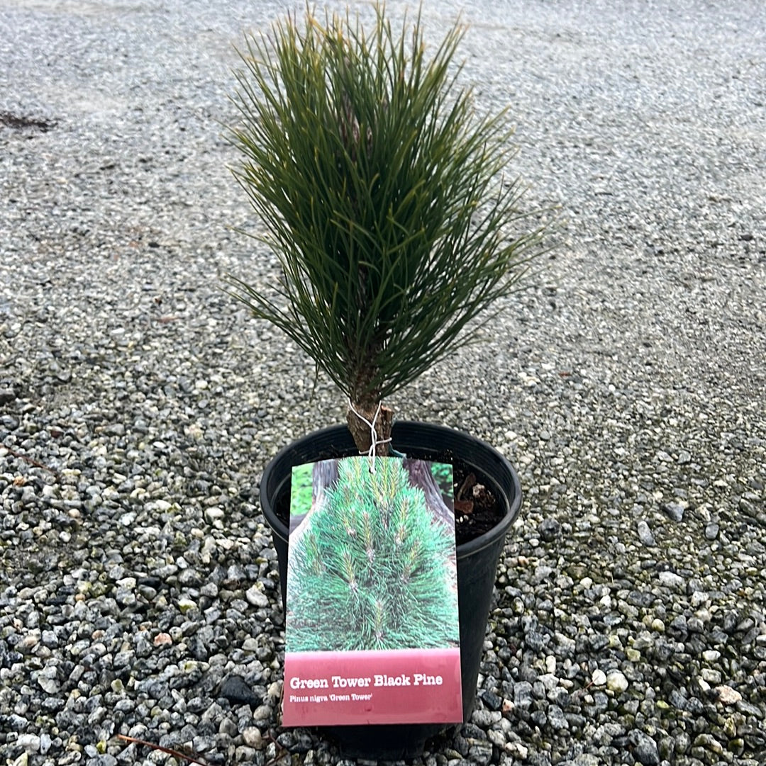 Green Tower Pine