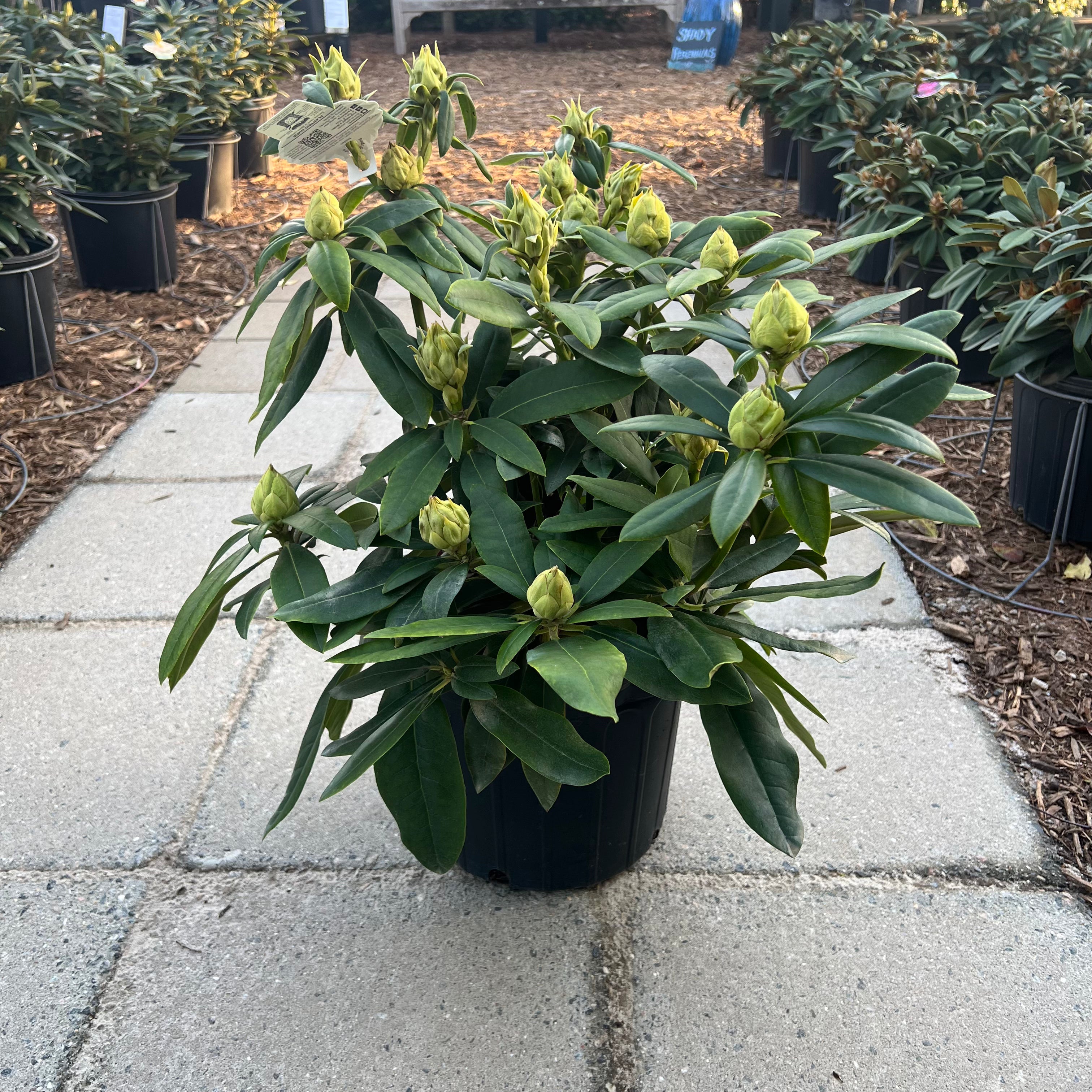 house plant rhododendron Holden Rhododendron – Lichtenfelt's