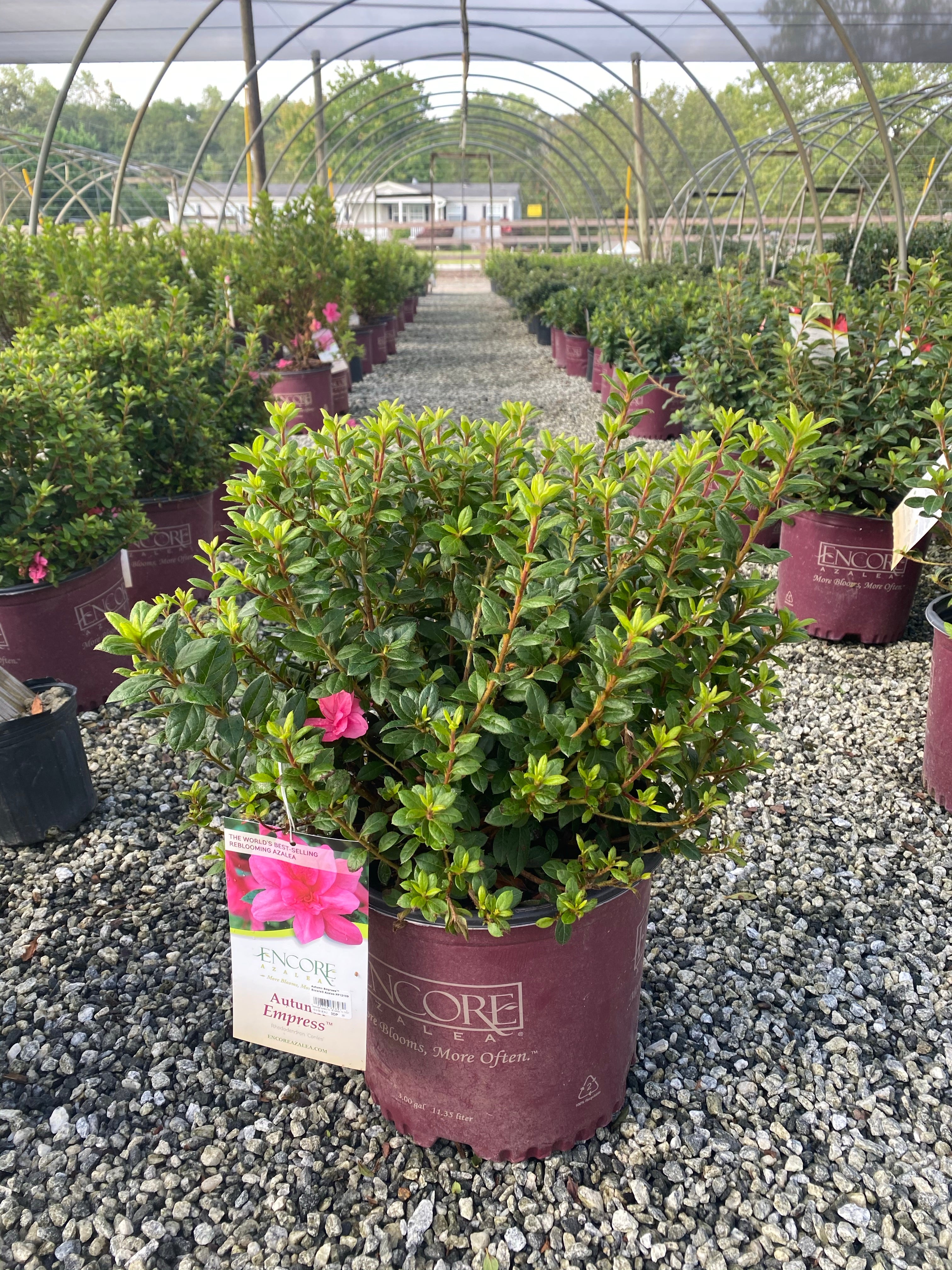 Autumn Empress Encore Azalea 2&3 Gal