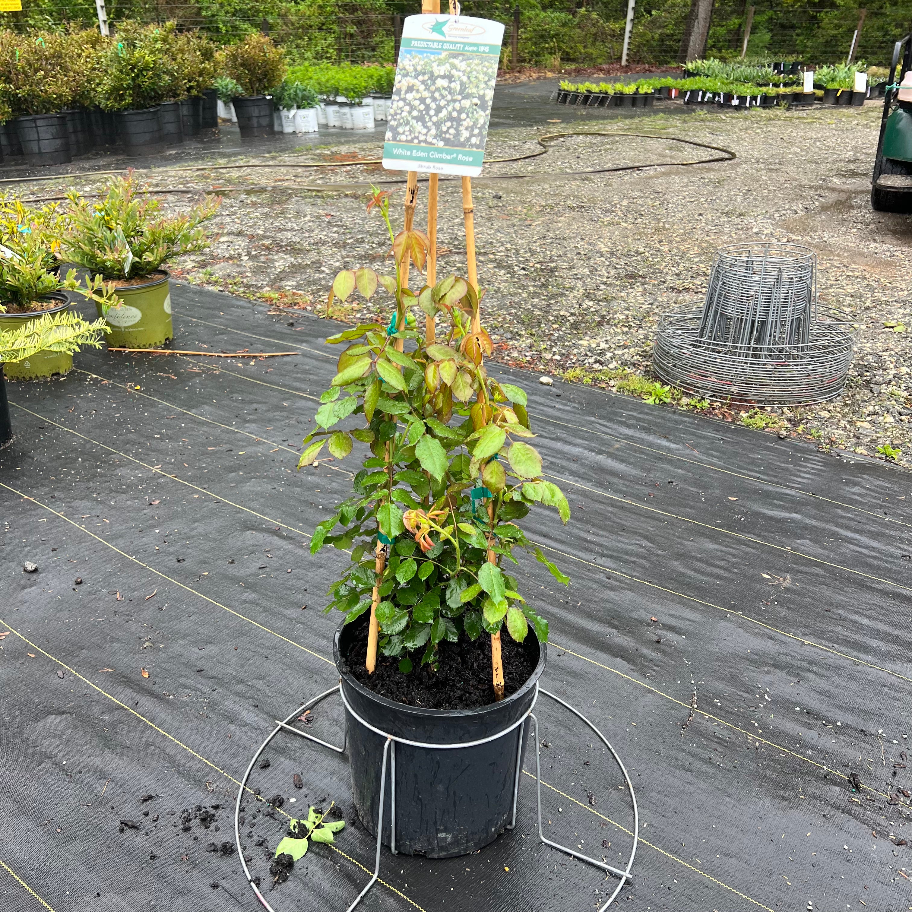 White Eden Climbing Rose 5 Gal