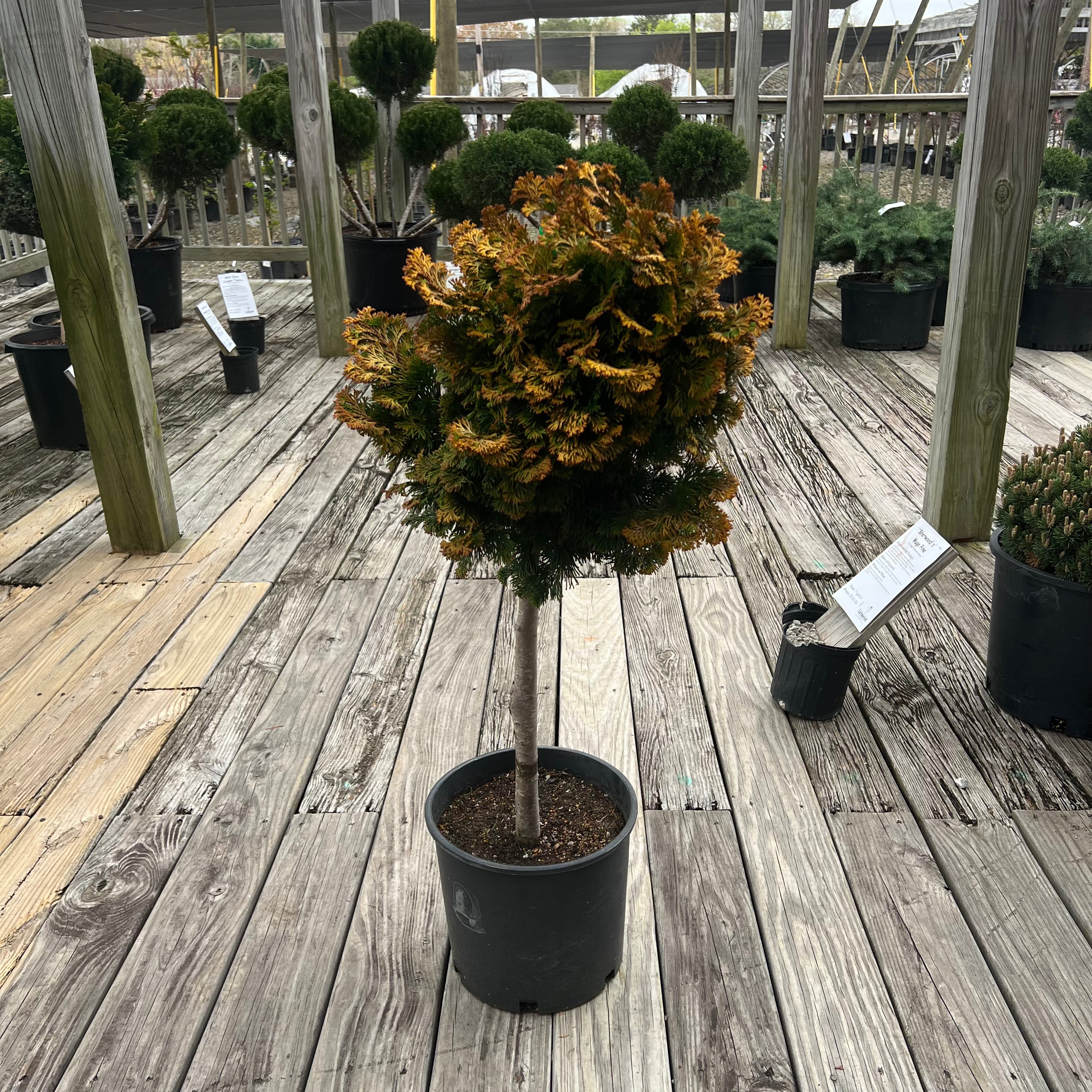 Verdoni Hinoki Cypress 3G/Patio