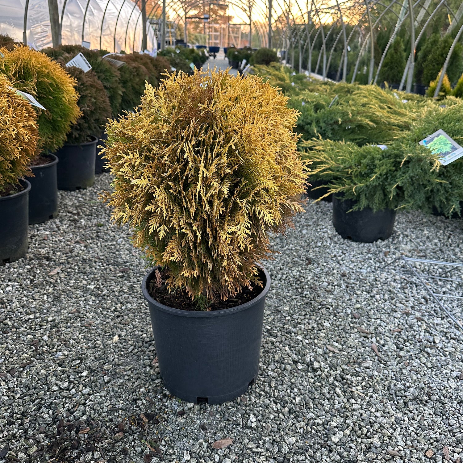 Harvest Moon Arborvitae 3 Gal