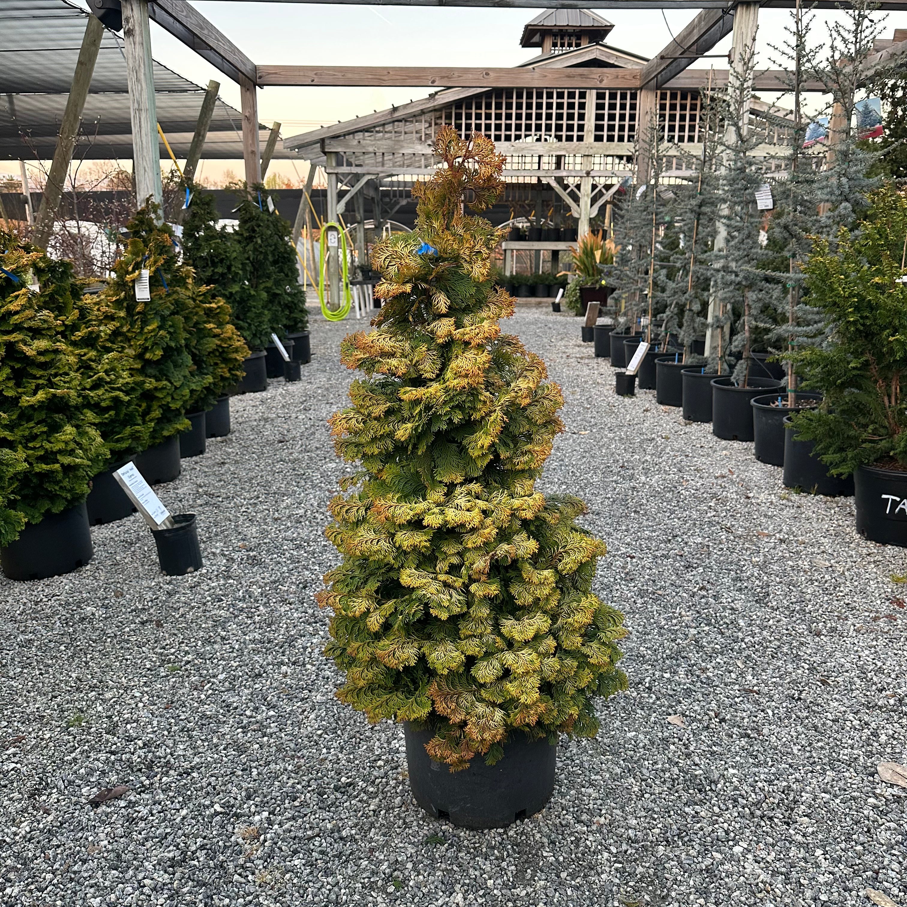 Confucius Hinoki Cypress 6 Gal