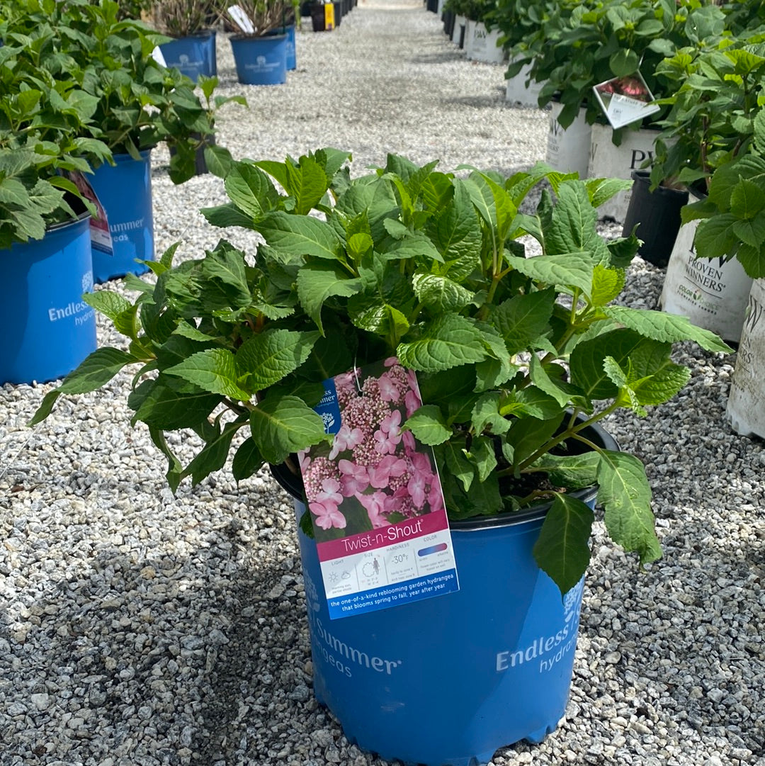 Twist-n-Shout Hydrangea 3 Gal