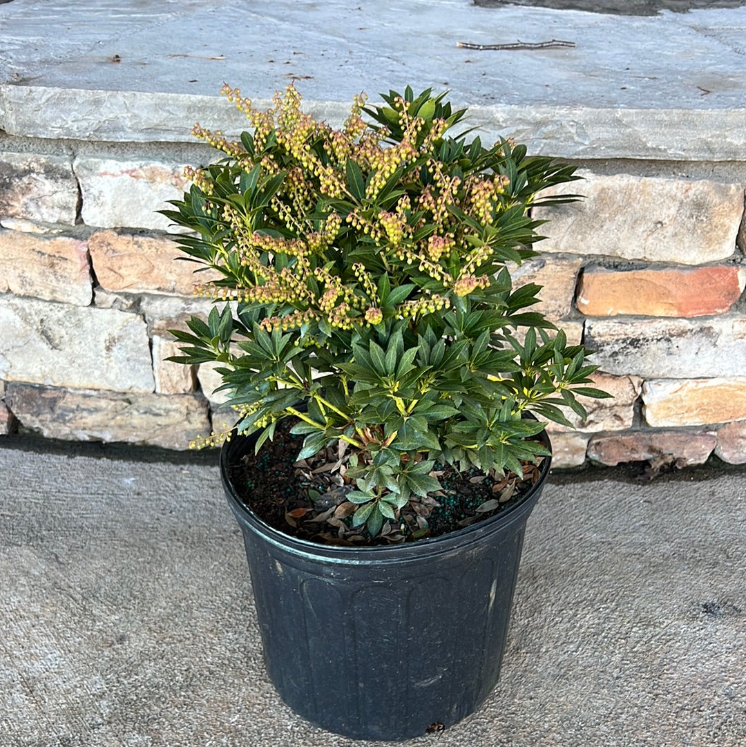 Cavatine Pieris 3 Gal