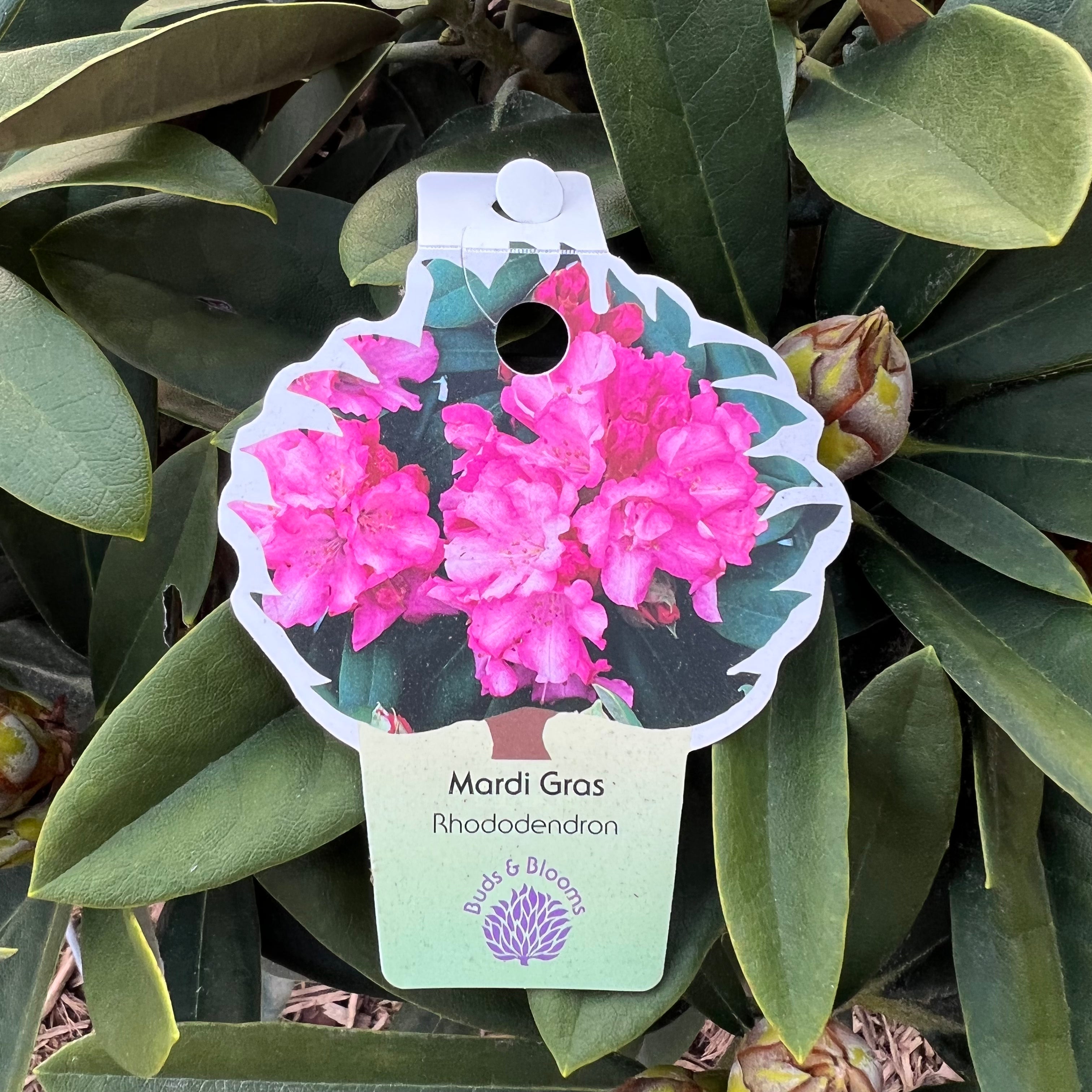 Mardis Gras Rhododendron 3 Gal