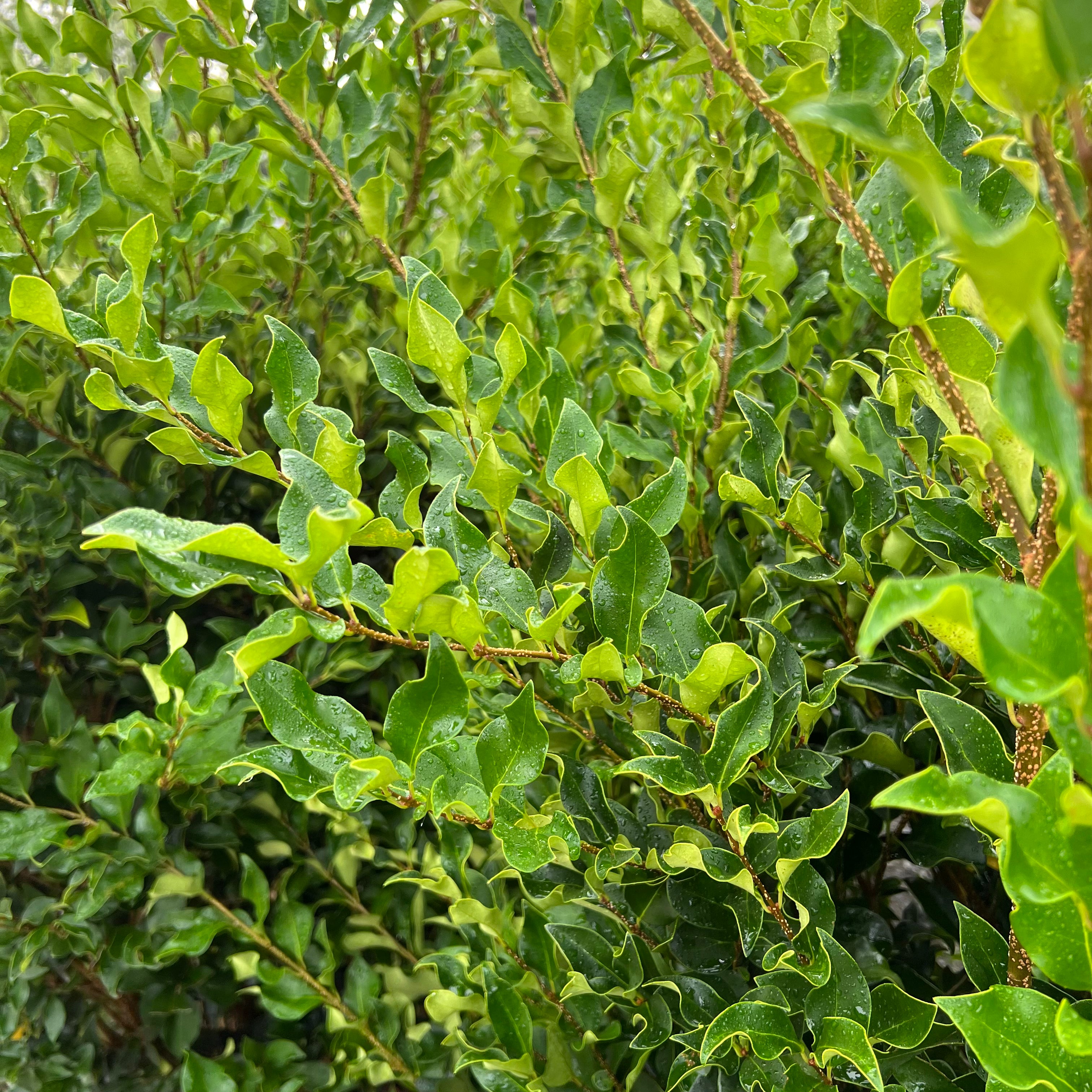 Wavy Leaf Ligustrum