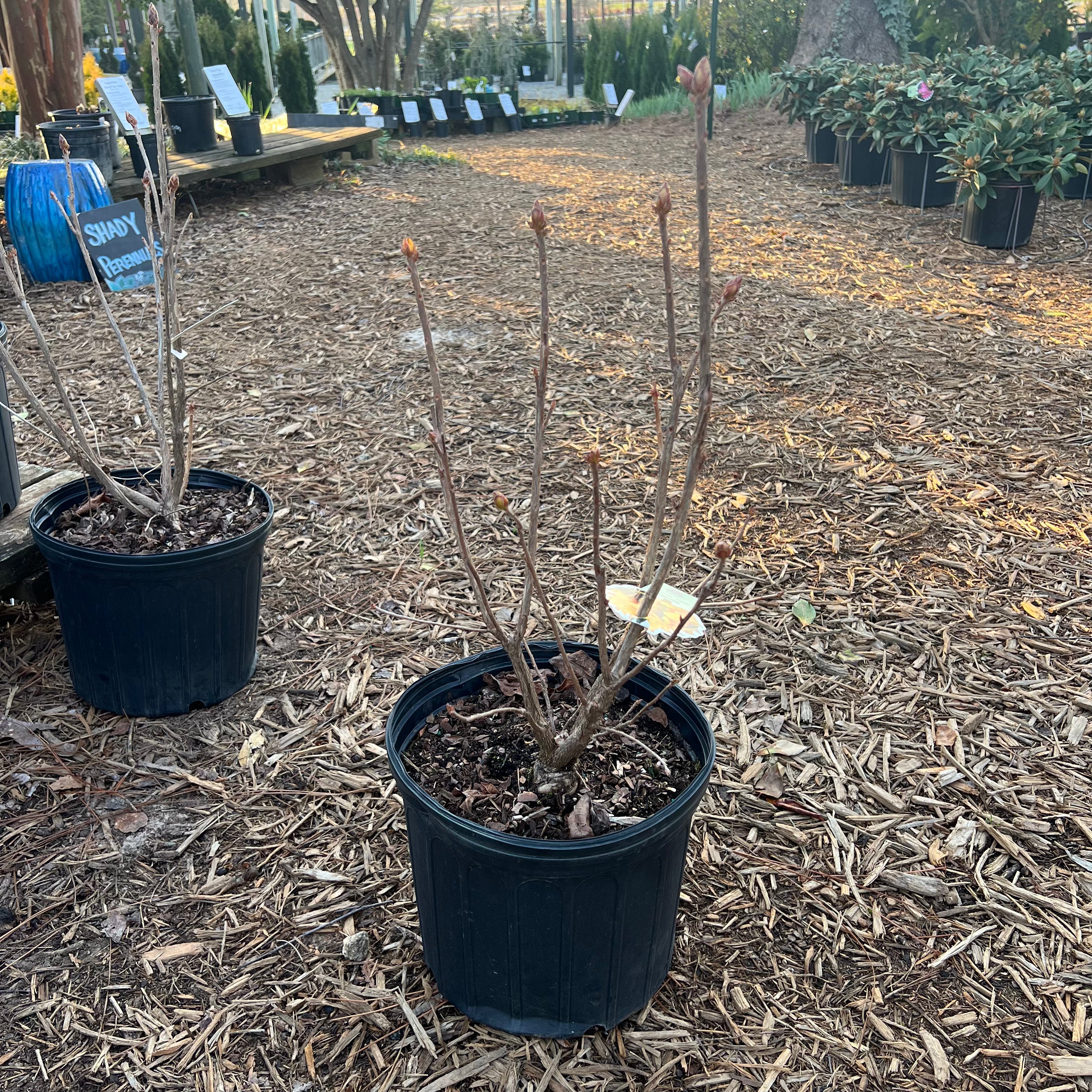 Klondyke Azalea 3 Gal