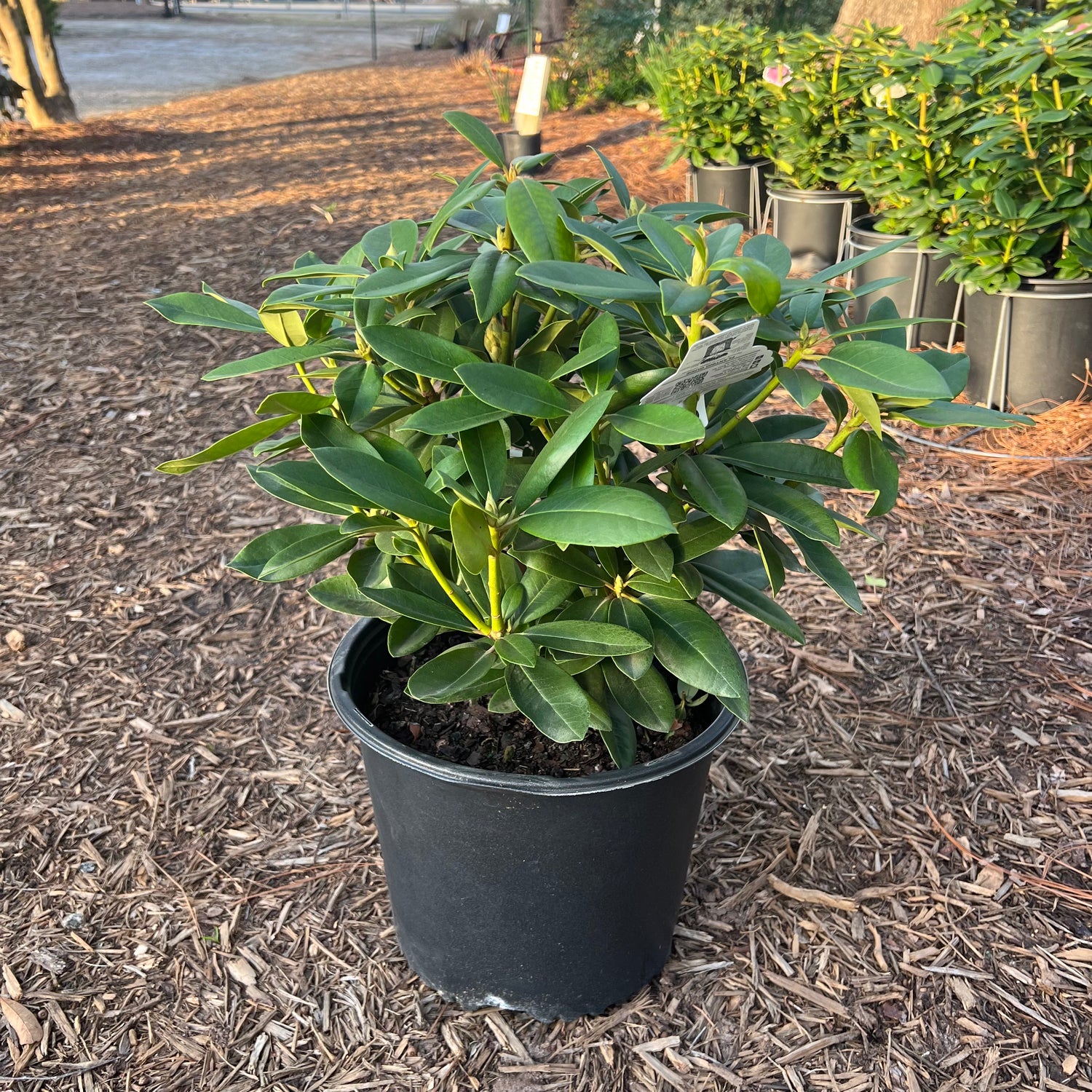 Boursault Rhododendron 3 Gal
