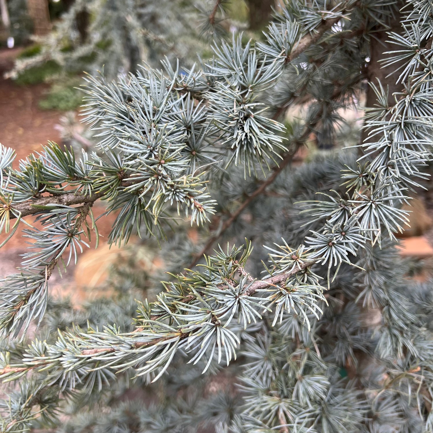 Blue Cascade Atlas Cedar 6-7&