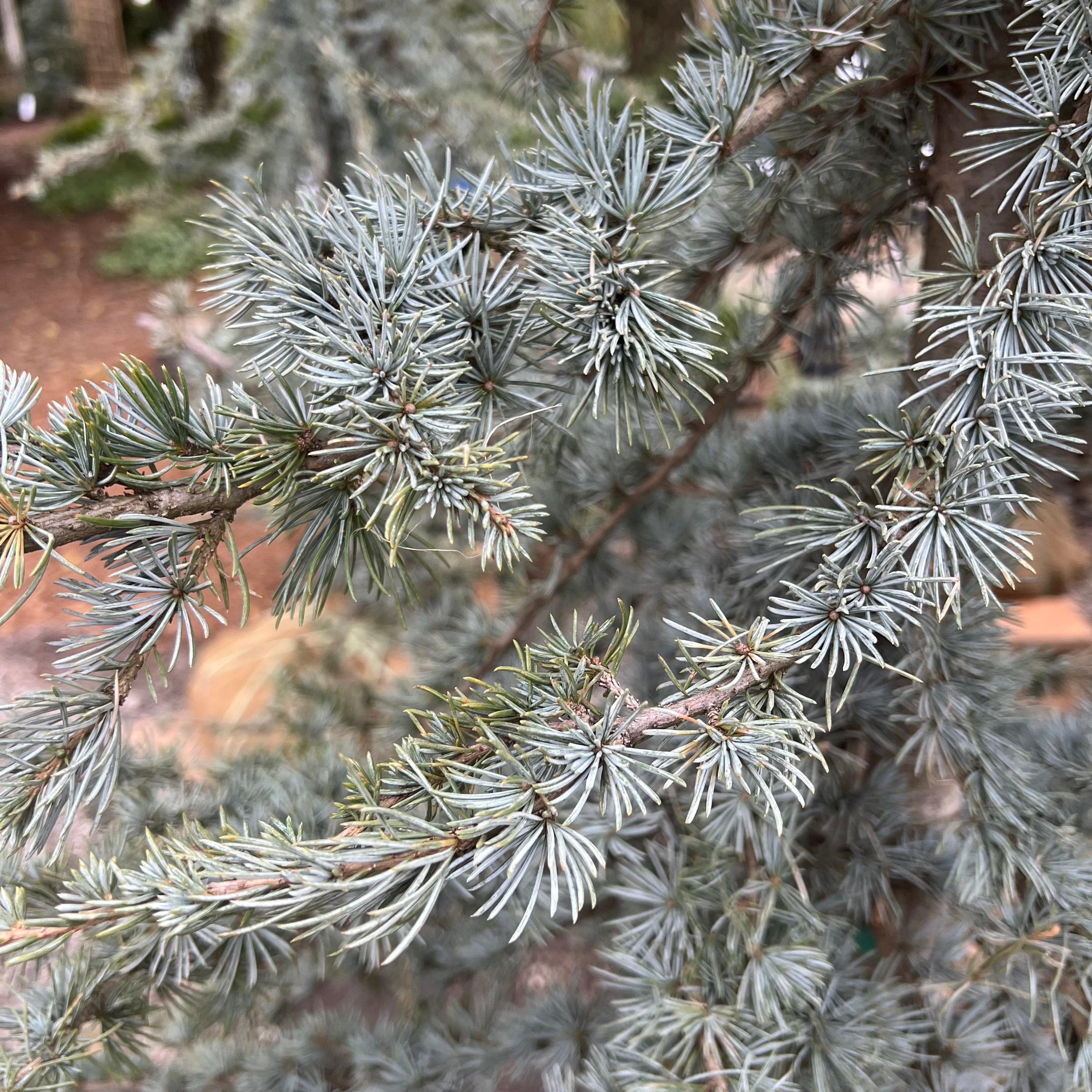 Blue Cascade Atlas Cedar 6-7&