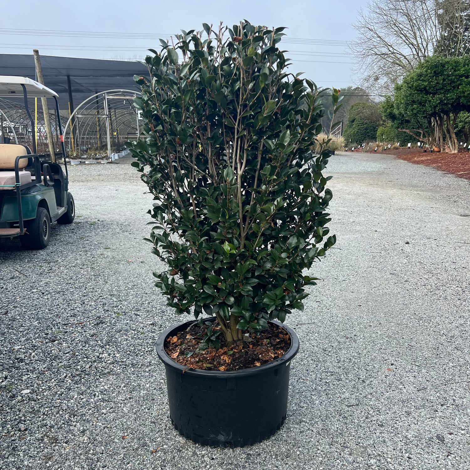 Autumn Rocket Sasanqua