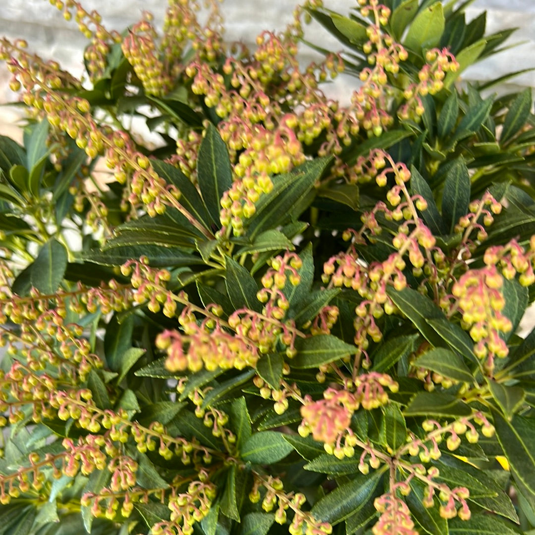 Cavatine Pieris 3 Gal