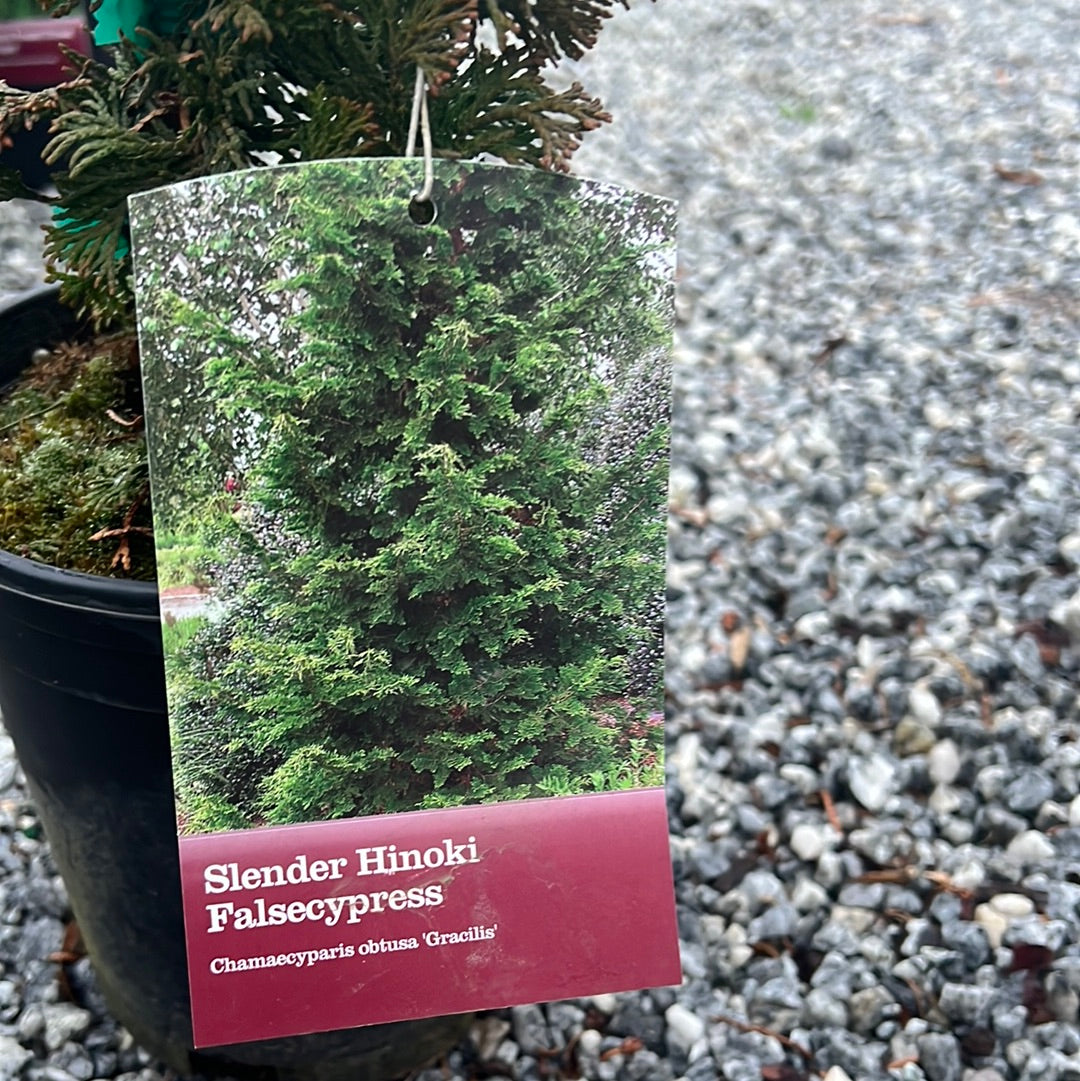 Gracilis Hinoki Cypress