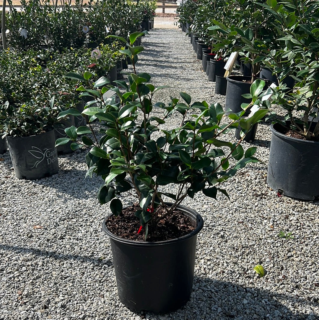 Greensboro Red Camellia