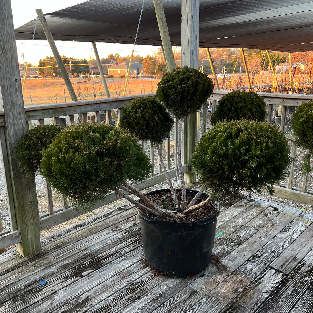 Mint Julep Juniper Topiary