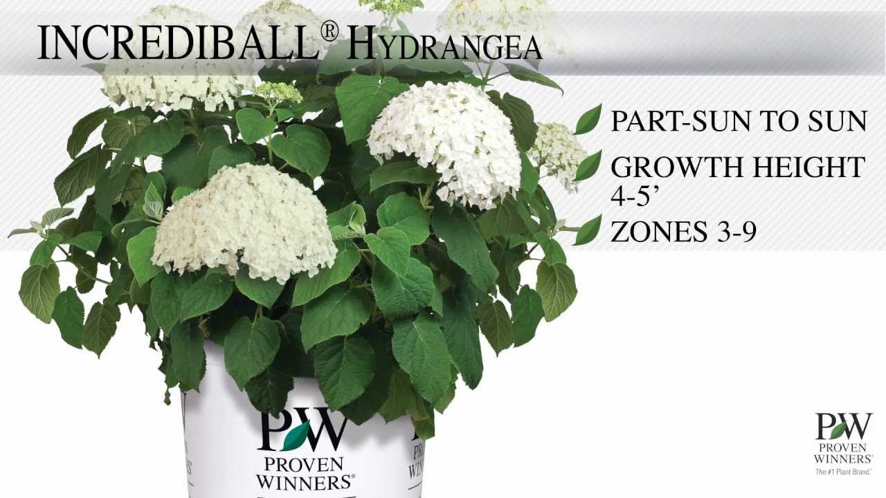 Incrediball Hydrangea 2&3 Gal