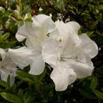 Autumn Ivory Encore Azalea 2&3 Gal