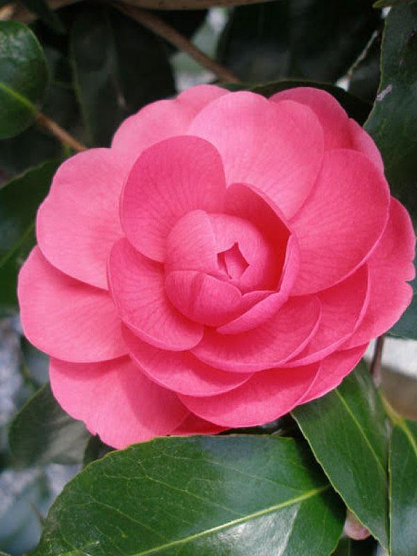Jacks Camellia Jap 3&5 Gal