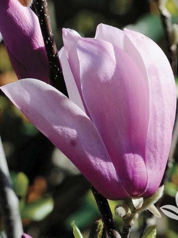 Jane Magnolia