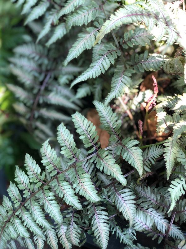 Japanese Painted Fern