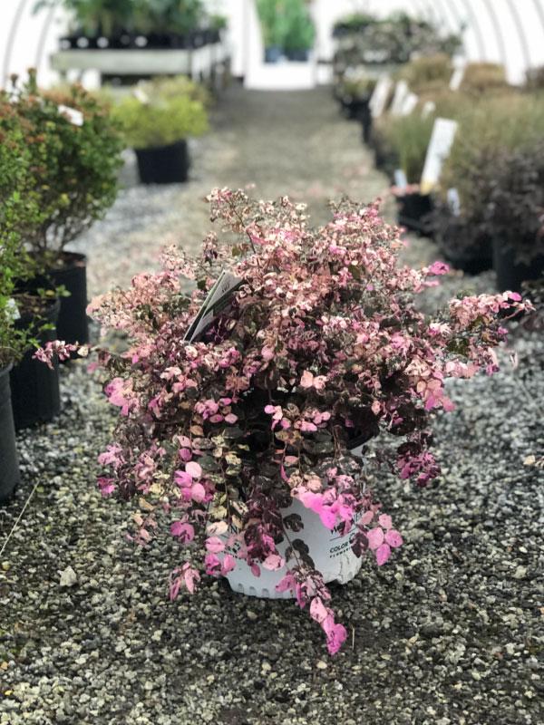 Jazz Hands Variegated Loropetalum