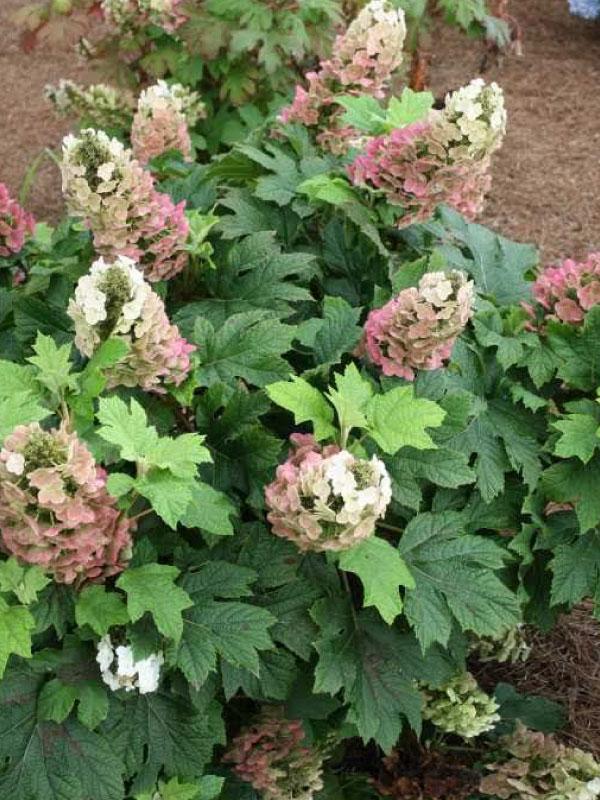 Jetstream Oakleaf Hydrangea 2&3 Gal