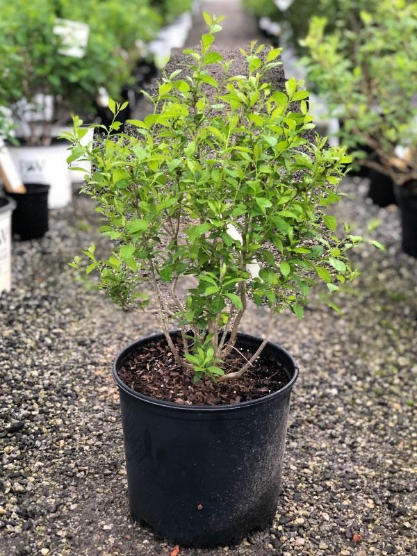 Jim Dandy Male Winterberry 3 Gal