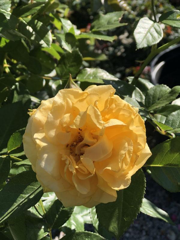 Julia Child Rose 2 Gal