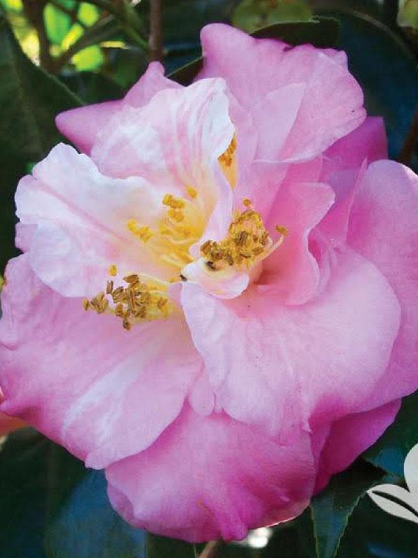 Junior Miss Camellia Jap 3 Gal