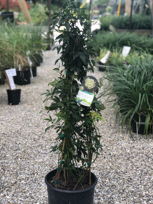 Yellow Lady Banks Climbing Rose 3 Gal