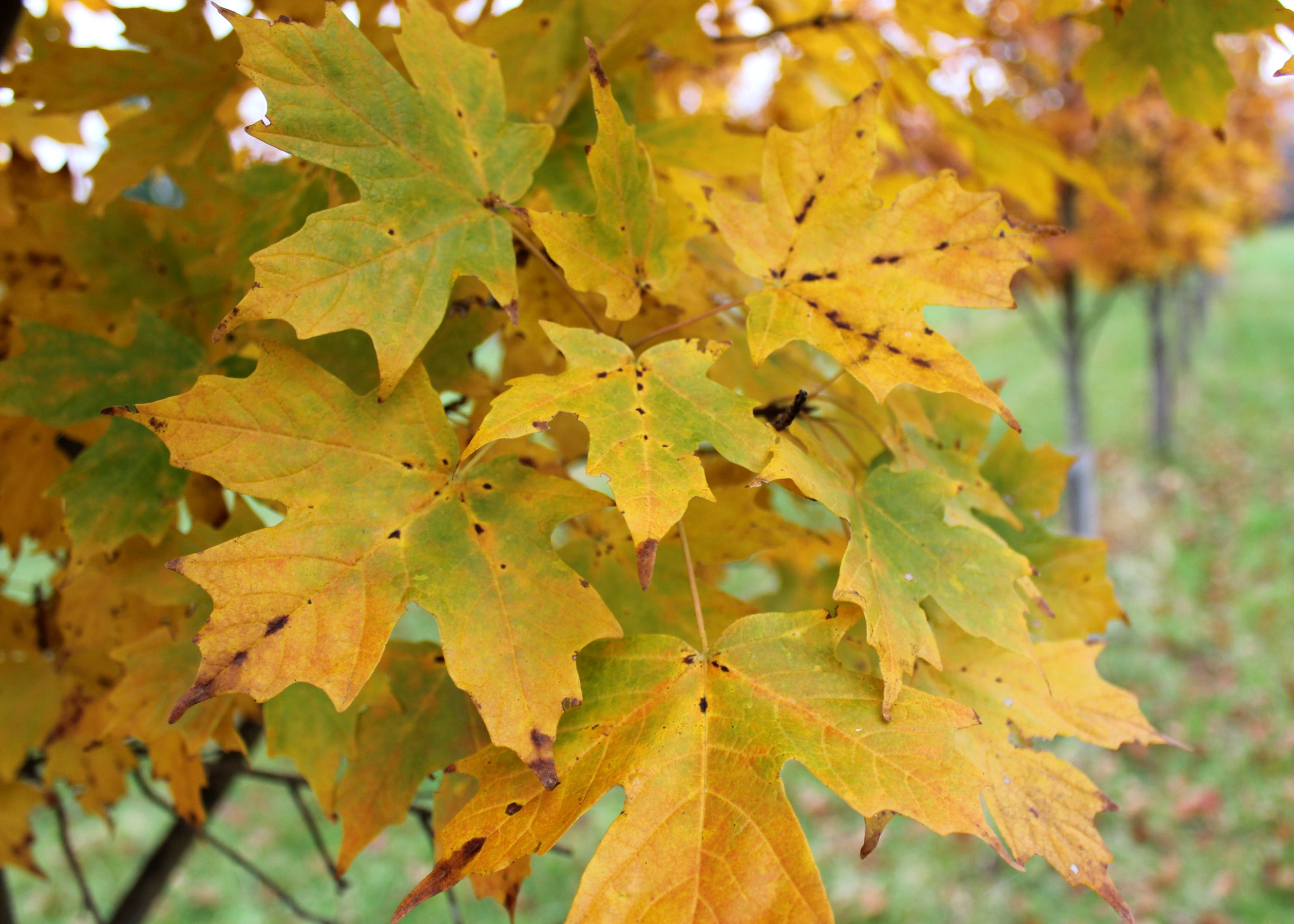 Legacy Sugar Maple