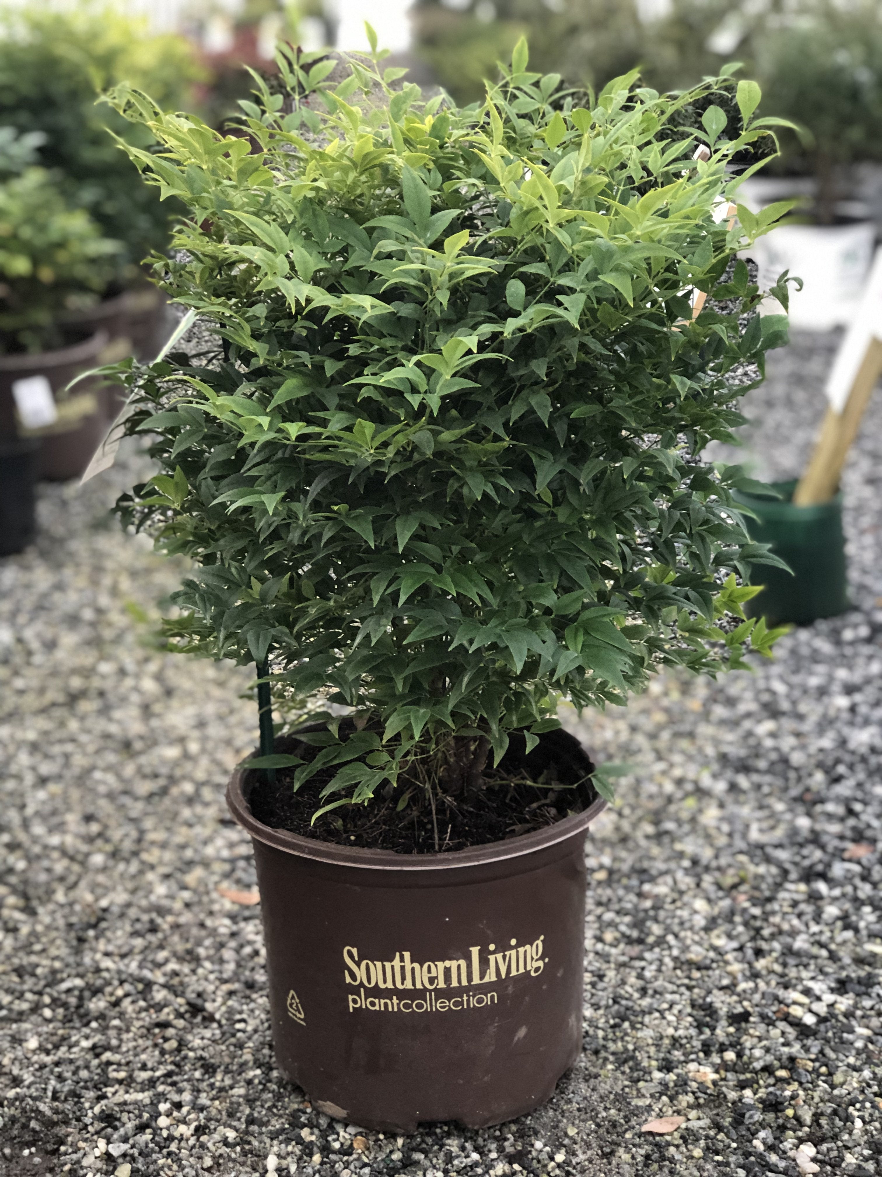 Lemon Lime Nandina 3 Gal
