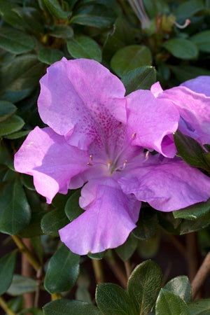 Autumn Lilac Encore Azalea 2&3 Gal