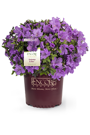 Autumn Lilac Encore Azalea 2&3 Gal