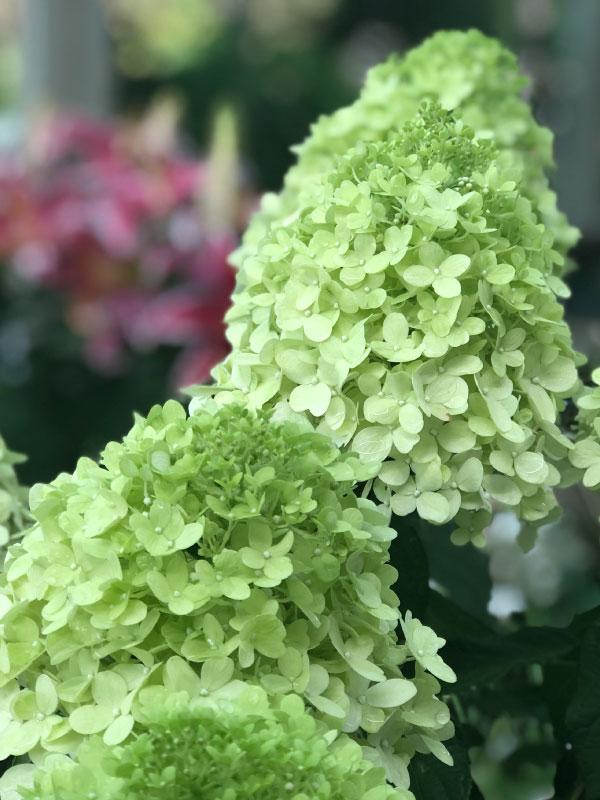 Limelight Hydrangea 3 Gal
