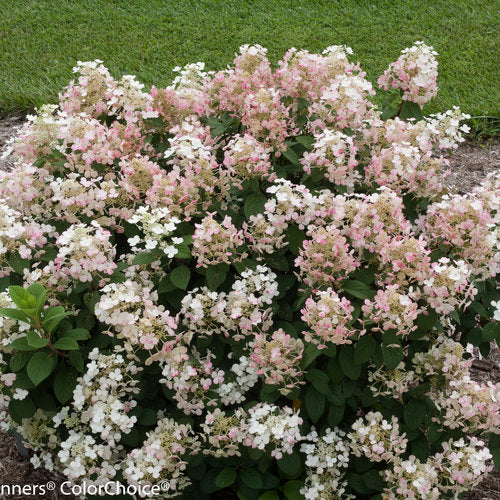 Little Quick Fire Hydrangea 2&3 Gal