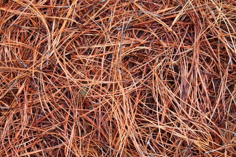 Pine Straw