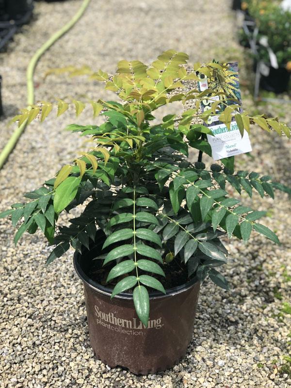 Marvel Mahonia 3 Gal